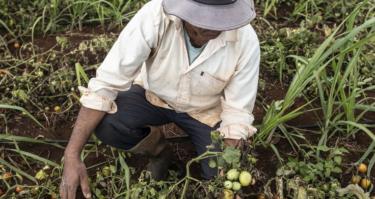 Fairtrade stärkt die Resilienz: Neben "Cash Crops" wie Kaffee oder Kakao auch Gemüse oder Obst anzubauen, verbessert die Ernährungssicherheit und Ernährungssouveränität von Bäuerinnen und Bauern. Fotocredit: Miora Rajaonary / Fairtrade Deutschland