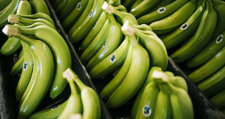 Grüne Fairtrade-Bananen