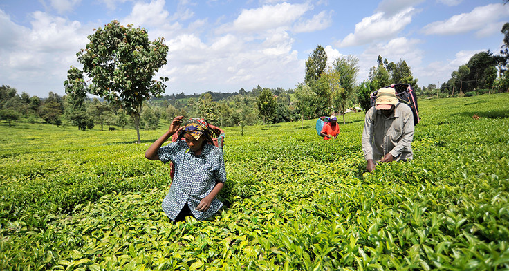 Beschäftigte auf einer Teeplantage
