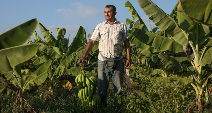 Ein Mann mit Bauchtasche, gestreiftem Hemd und zerschlissener Jeans steht inmitten von Bananenbäumen. Mit der einen Hand hält er ein Büschel  Bananen, mit der anderen eine Machete.