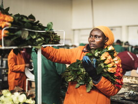 Im Rosenanbau in Ostafrika arbeiten viele Frauen. Fairtrade setzt sich für Arbeitsschutz und -sicherheit ein. Zu sehen ist eine Arbeiterin in der Rosen-Packstation einer Blumenfarmm in Kenia. Foto: FairtradeI/Christop Köstlin