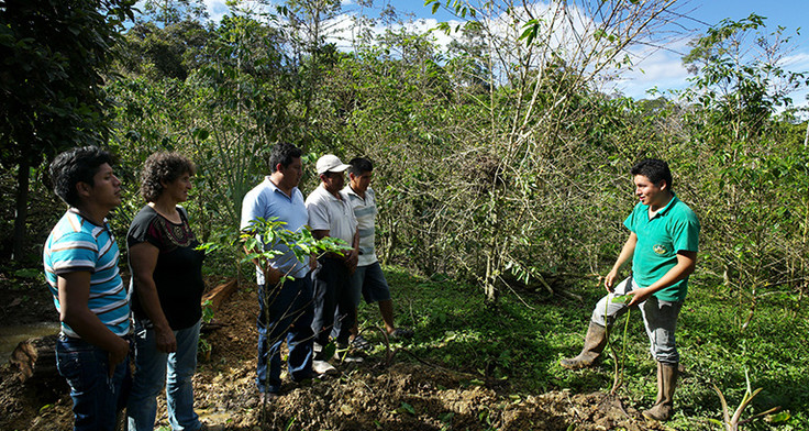 In Peru lernen Kaffeebauern Schattenbäume zu pflanzen und Wasser vor Verunreinigung zu schützen