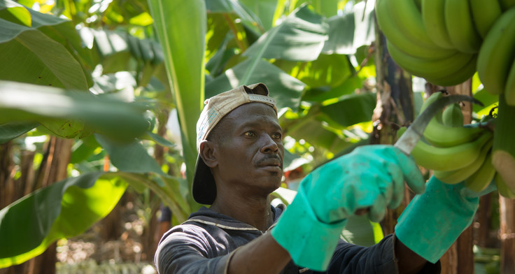 Fairtrade-Bananenarbeiter in der Dominikanischen Republik bei der Arbeit. 
