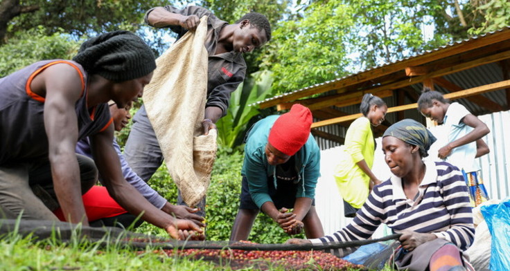 Ein Leitfaden zu HREDD soll Fairtrade-Kleinbauernorganisationen zukünftig Unterstützung bieten. Zu sehen sind Kleinbäuerinnen und -bauern einer kenianischen Kooperative beim Sortieren von Kaffeekirschen. Credit: Fairtrade / Nyokabi Kahura / Fairpicture