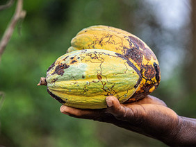 Ein Kakaoproduzent aus der Elfenbeinküste präsentiert zwei Kakaofrüchte. Foto: Fairpicture