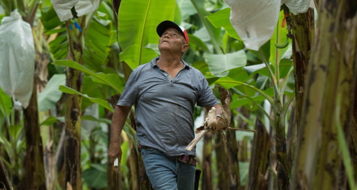 Ein Feldarbeiter läuft durch eine Bananen-Plantage und blickt nach oben links 
