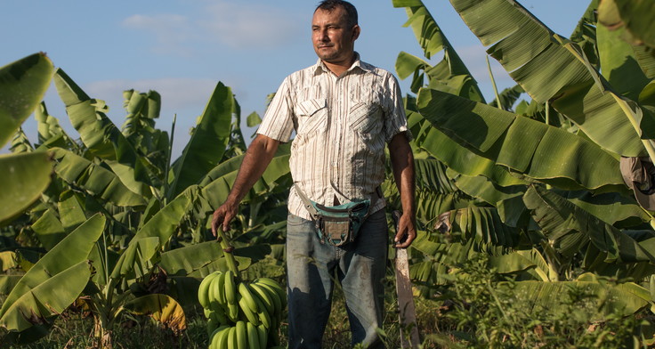 Auf dem Bild zusehen ist Bananenbauer Juan Roberto aus Peru. Er erscheint auf dem Titelbild des Fairtrade-Jahresberichts. 