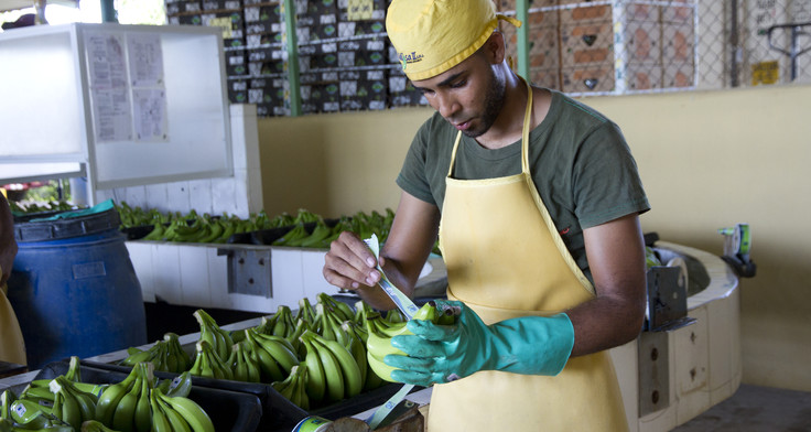 Fairtrade erhöht den Mindestpreis für Bananen. Mann in der Dominikanischen Republik labelt Bananen, die gerade gewaschen wurden.Bananen 