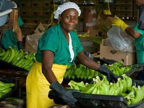 Eine Mitarbeiterin einer Bananenplantage in Kolumbien bereitet Bananen für den Transport vor.