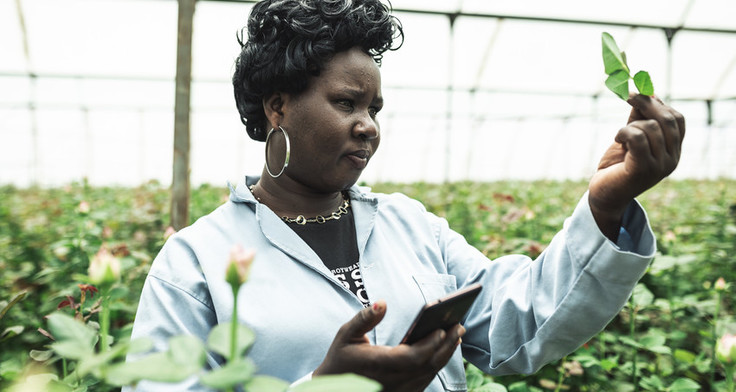 Agnes Chebii steht auf der Blumenfarm und hält eine Rose zur Prüfung in der Hand