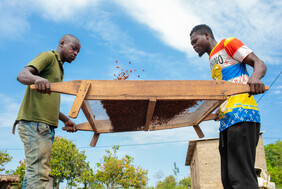 Zwei Kakao-Arbeiter bedienen ein Sieb mit Kakaobohnen.