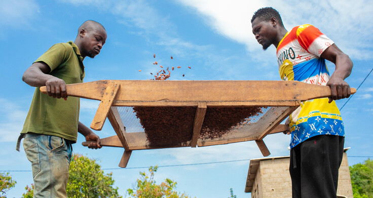 Zwei Kakao-Arbeiter bedienen ein Sieb mit Kakaobohnen.