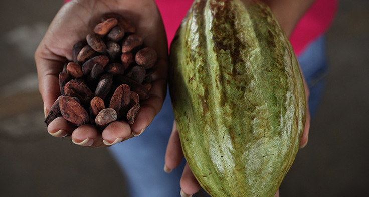 Kakao gehalten von zwei Händen