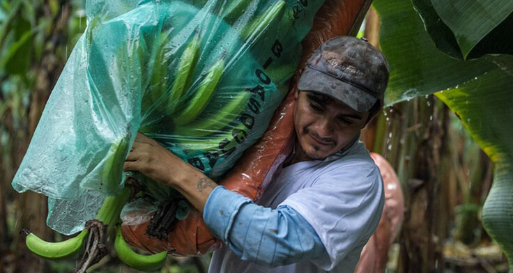 Ein Mann trägt einen eingepackte Bananenstaude auf seiner Schulter durch die Bananenplantage