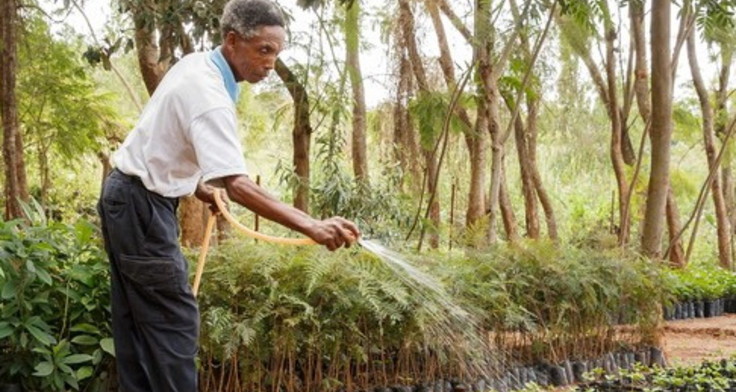 Ein Mann bewässter Jungpflanzen in einer Baumschule in Ostafrika. Die Pflanzung robuster Jungpflanzen waren Teil der Klima-Akademie