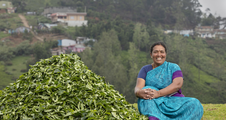 Eine Kleinbäuerin in Namil Tadu, Mitglied der Tee-Kooperative INDCOSERVE. Foto: Indcoserve