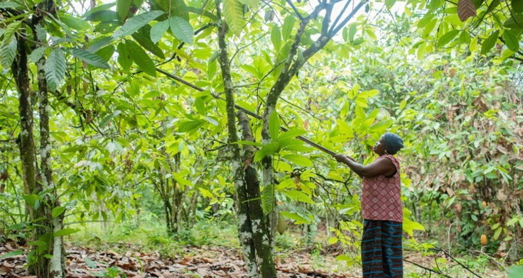 Der Waldbestand der Kakao-Anbauländer Westafrikas sind bedroht. Fairtrade kooperiert mit starken Partnern, um Wälder zu erhalten. Foto: Mohamed Aly Diabate/Fairtrade Auf dem Bild zu sehen ist einen Kakaobäuerin, die mit einem langen Holzstab Kakao-Schoten vom Baum holt.