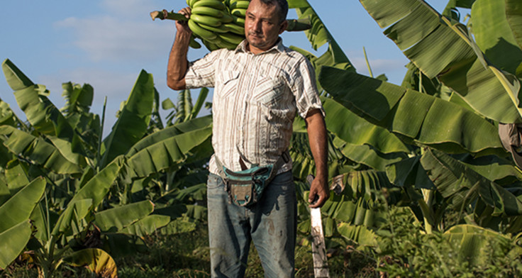 Bananenbauer Roberto Gallo aus Peru. 